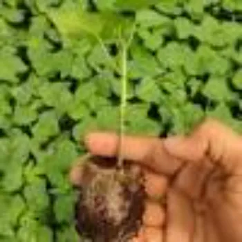 Papaya Plant